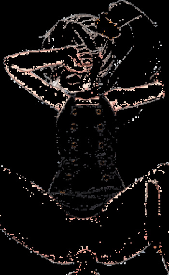 PKP GIF _ fixed cover