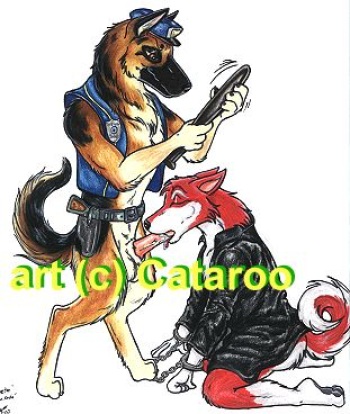 cataroo gallery cover